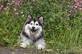 CHIEN FINNOIS DE LAPONIE 188